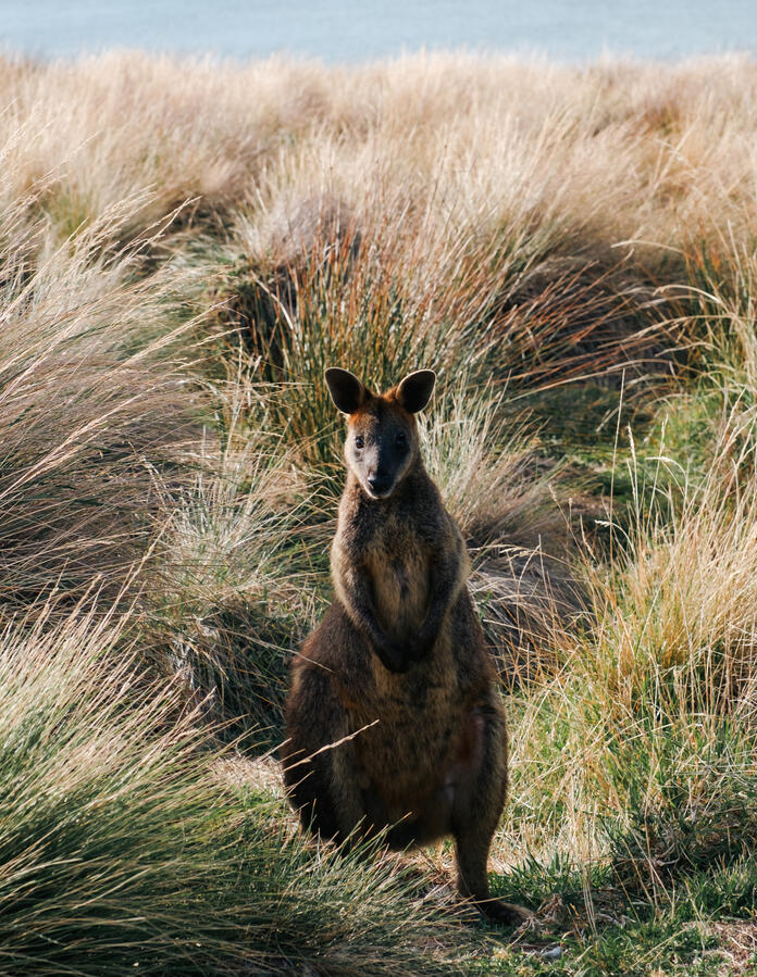 Wallaby
